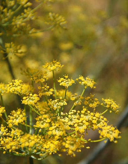 Wine Forest Fennel Pollen