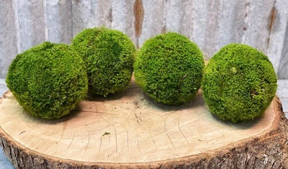 Moss Ball Set