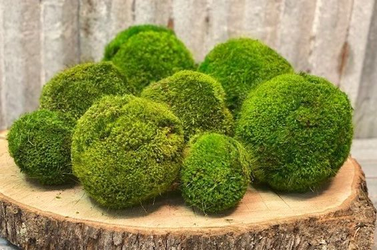 Moss Ball Set