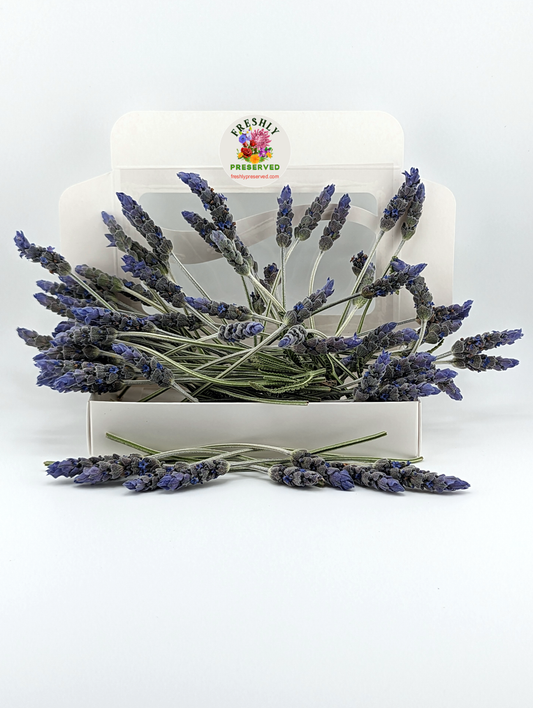 Freeze-dried Edible Lavender Flowers Freshly Preserved