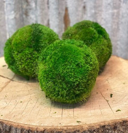 Moss Ball Set