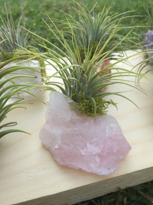 Crystal Air Plants l Air Plant Holder l Crystal Gift Mahalo Market